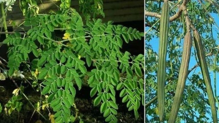 Drumstick Tree : முருங்கைக்கீரையின் அற்புத நன்மைகளை தெரிந்துகொண்டால், தினமும் தேடிச்சென்று உண்பீர்கள்!