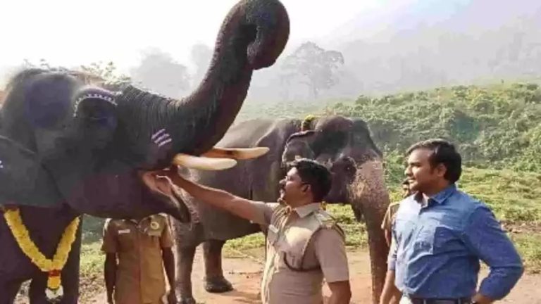 யானைகளுக்கு மரியாதை செலுத்தும் விதமாக கொண்டாடபட்ட யானை பொங்கல்..!