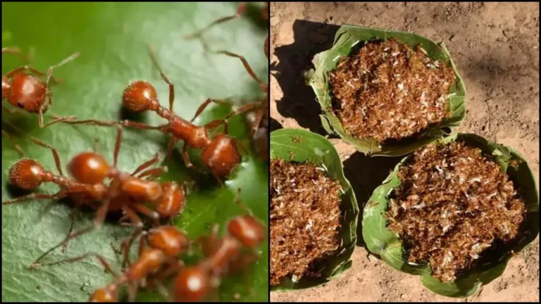 ஒடிசாவின் சிவப்பு எறும்பு சட்னி பற்றி தெரியுமா? அப்படி என்ன இதுல இருக்கு? இந்த சட்னியை செய்வது எப்படி?