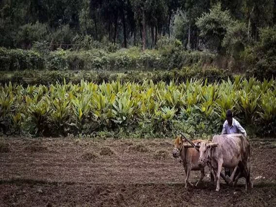 Agriculture Budget 2024: கடன் முதல் மானியம் வரை.. இடைக்கால பட்ஜெட்டில் விவசாயிகளின் எதிர்பார்ப்புகள் என்ன?