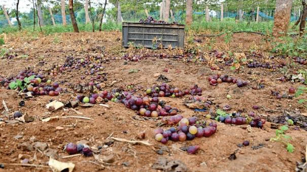 பனியால் வெடிப்புக்குள்ளாகி உதிரும் திராட்சைகள்: சிறுமலை அடிவார விவசாயிகள் கவலை