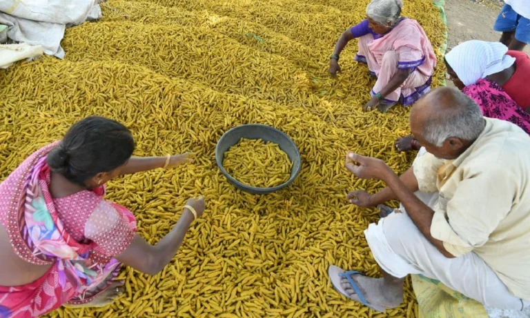 விலை அதிகரிப்பால் நிகழும் மாற்றம் – மஞ்சள் சாகுபடிக்கு திரும்பும் ஈரோடு விவசாயிகள்