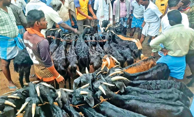 பொங்கல் பண்டிகையையொட்டி வட சந்தையூரில் ரூ.1.50 கோடிக்கு ஆடுகள் விற்பனை