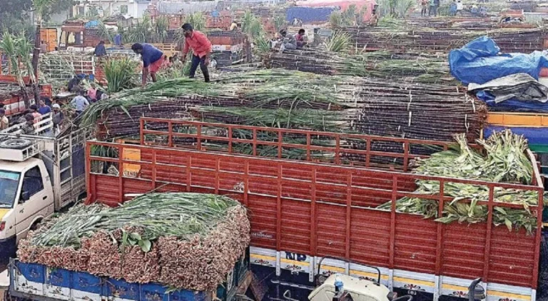 கோயம்பேடு சிறப்பு சந்தையில் கரும்பு, மஞ்சள் கொத்து விற்பனை களைகட்டியது @ பொங்கல்