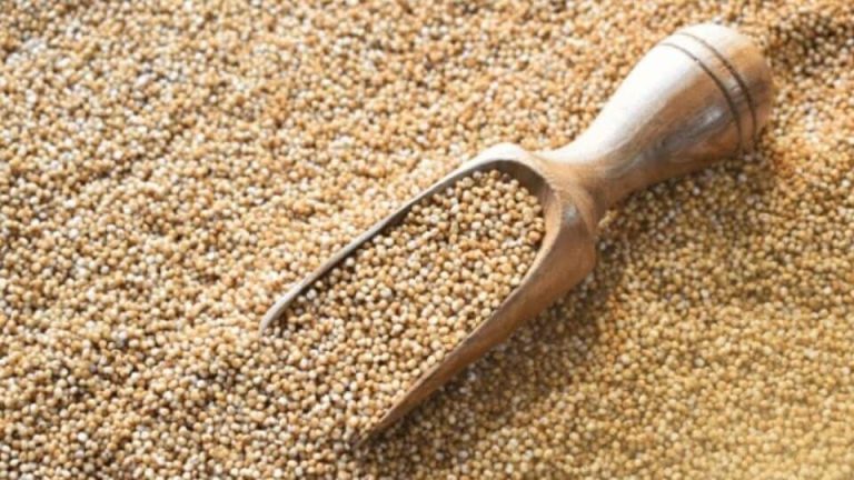 Benefits of Kodo Millet : தினம் ஒரு தானியம் – நீரிழிவு முதல் மலச்சிக்கல் வரை உங்கள் உடலுக்கு வரகு தரும் நன்மைகள் என்ன?