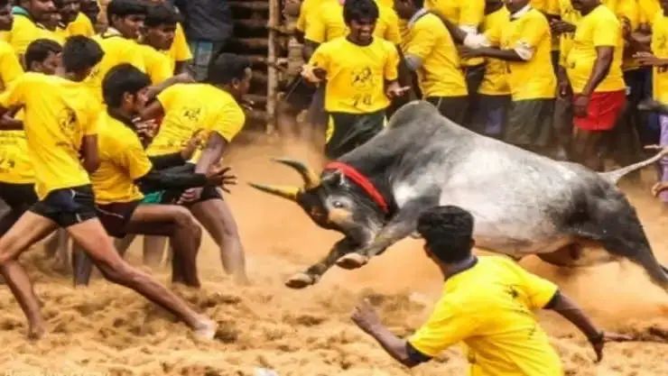 திருச்சி நவலூர் ஜல்லிக்கட்டில் சோகம்… வாய்க்காலில் விழுந்து ஜல்லிக்கட்டு காளை உயிரிழப்பு!