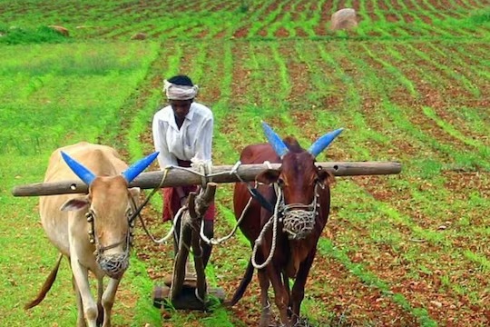 விவசாயிகளுக்கு வங்கி கணக்கில் பணம்… அரசு கையிலெடுக்கும் புது நடவடிக்கை!