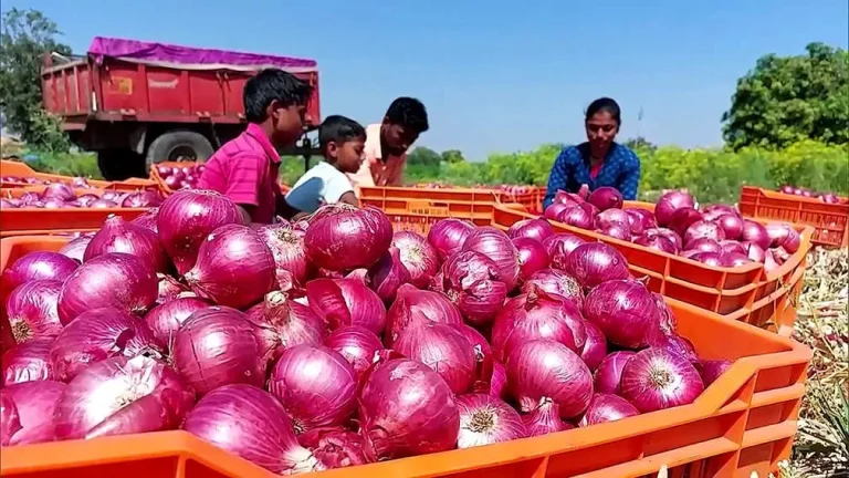 இது தெரியுமா ? அடிக்கடி புகைப்பிடிப்பவர்கள் வெங்காயச் சாற்றை நாள் ஒன்றுக்கு …