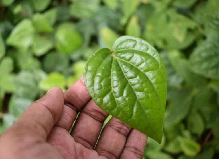 ஒரு வெற்றிலை இருந்தால் மூல நோயை வேரோடு அகற்றி விடலாம்!