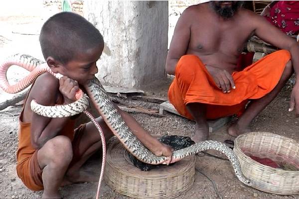 இப்படியும் மனிதர்களா? விஷ பாம்புகளுடன் விளையாடும் குழந்தைகள்… ஒரு வினோத கிராமம்!